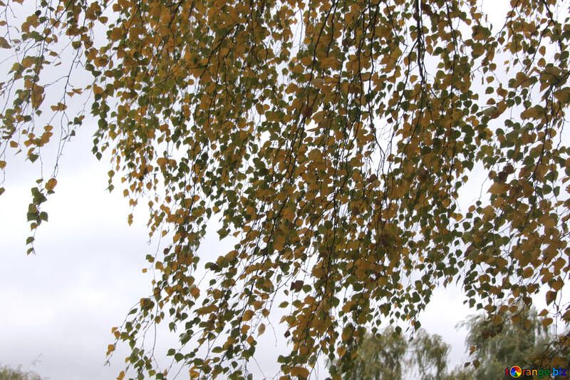 foliage of birch. Texture . №3364