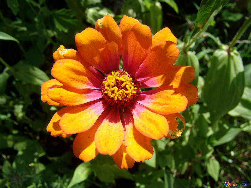 Квітка оранжевого майора. Циния №3219