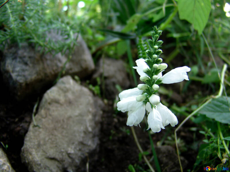  白い 花 白い 花  №3197