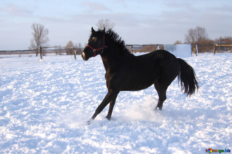 Horse winter №3976