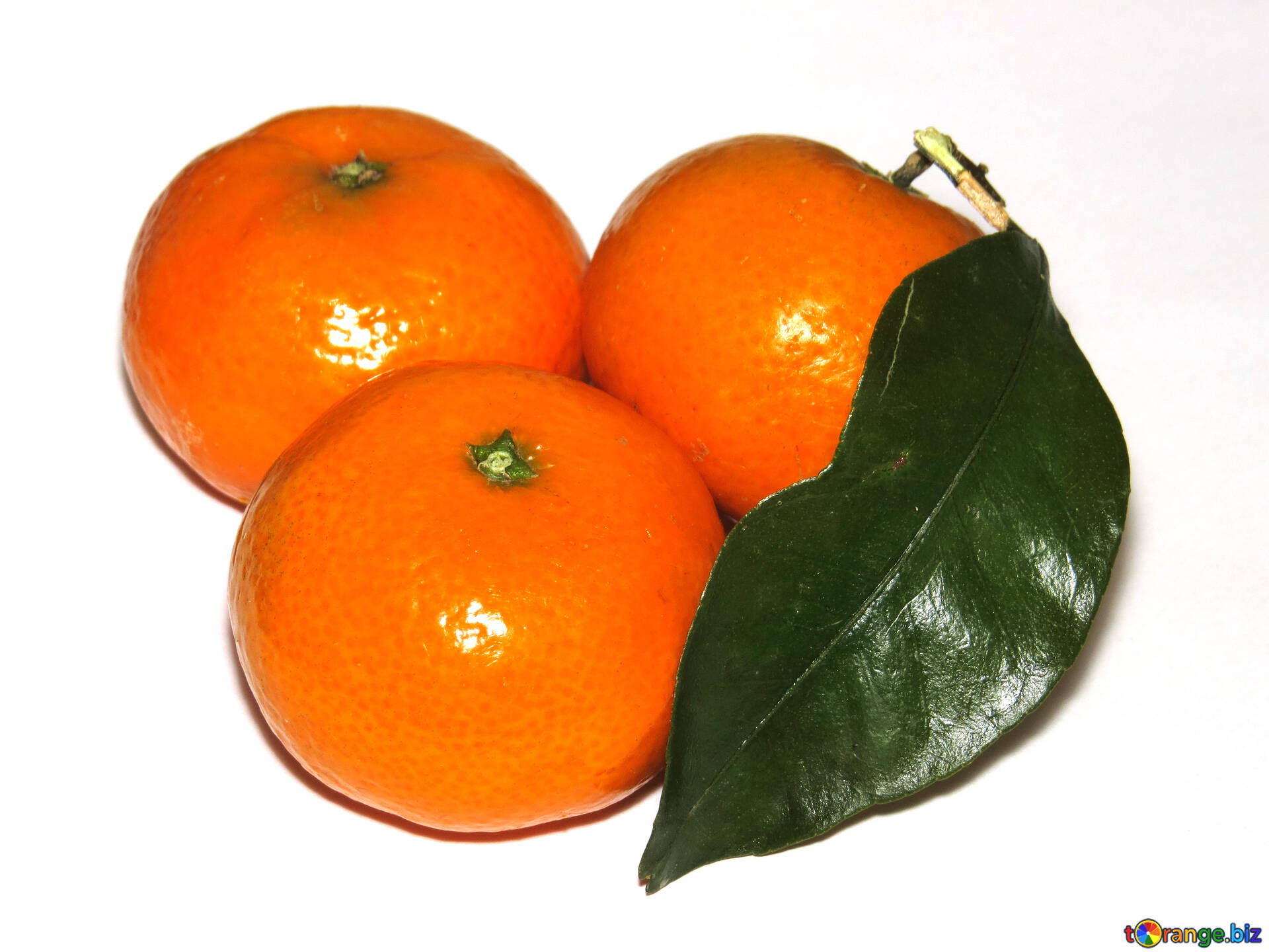 Katrin tangerine