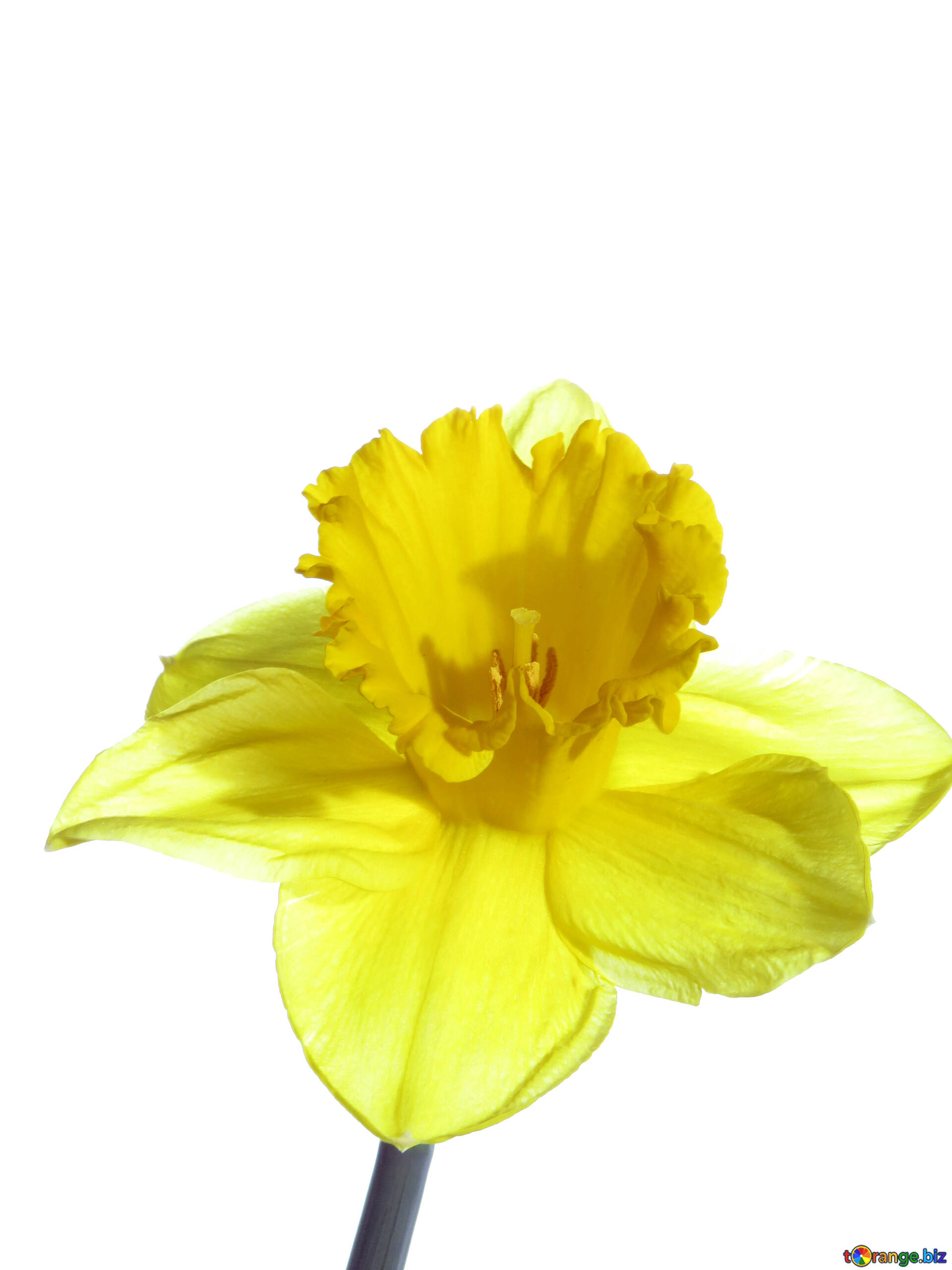 Narcissus isolated free image - № 30949