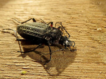 Beetle №30764