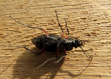 Un scarabée sur le dos №30771