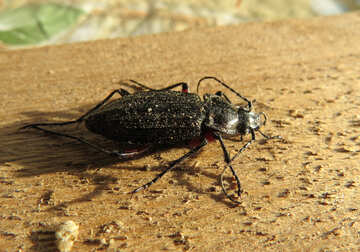 Longhorn Beetle №30765