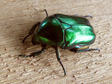 Зелений жук