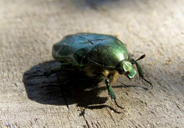 Bronze beetle №30775