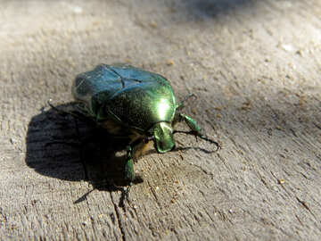 Beetle cetonia aurata №30777
