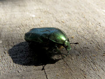 Beetle green cetonia aurata №30778