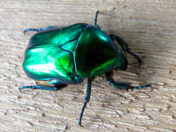 Besouro Verde cetonia aurata №30789