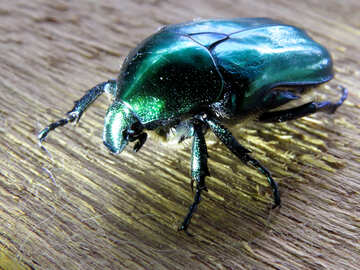 Beetle close-up №30786