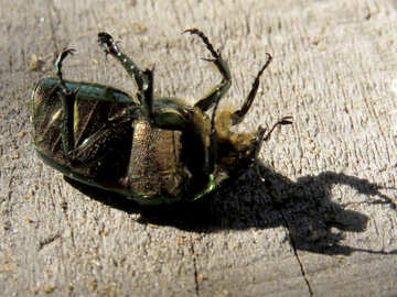 Der Käfer ist auf dem Rücken liegend. №30781
