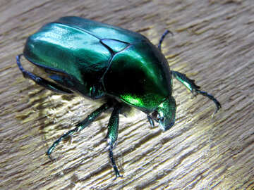 Macro green beetle №30785