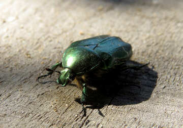 Beetle oxythyrea funesta №30776