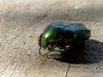 Beetle green oxythyrea funesta №30779