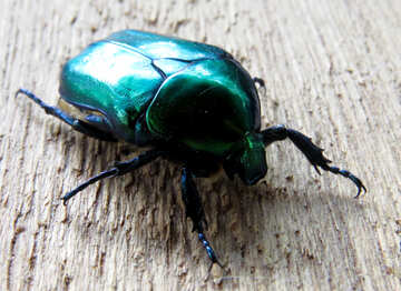 Escarabajo Verde oxythyrea funesta №30788
