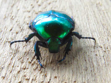 Beetle green oxythyrea funesta №30790