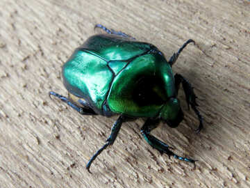Beetle green oxythyrea funesta №30792