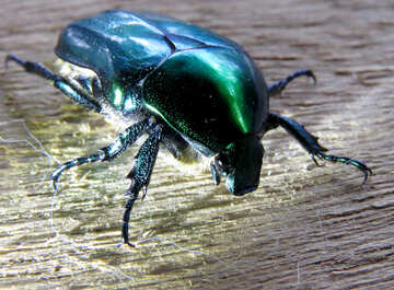 Paws beetle №30784