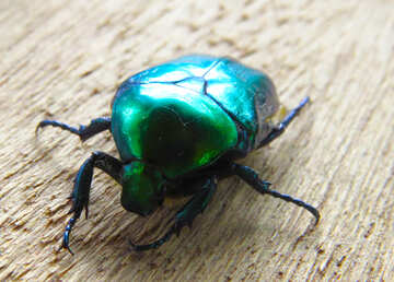 Escarabajo brillante №30794