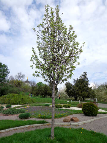 Квітуче дерево в парку №30373