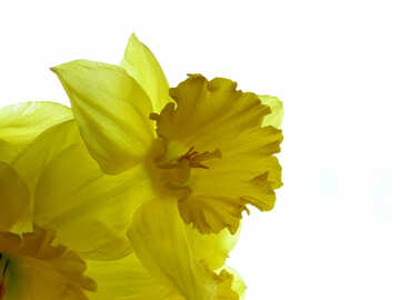 Spring background for congratulations №30931