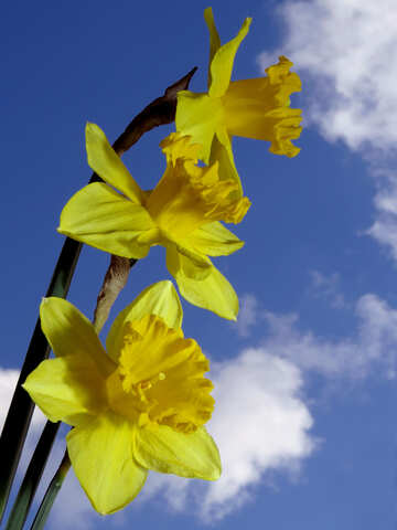 A bouquet of daffodils against sky №30958