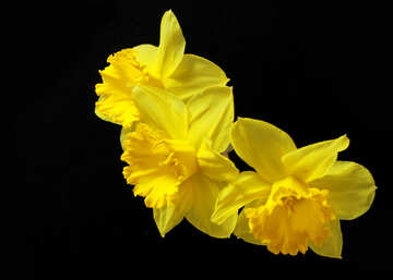 Daffodils on dark background №30901