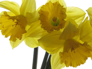 Flowers of daffodils №30937