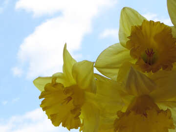 Daffodils on the sky background №30941