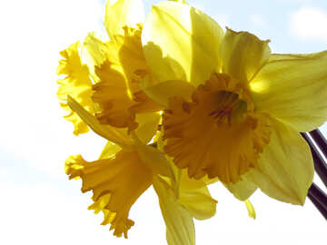 Daffodils on white background №30915