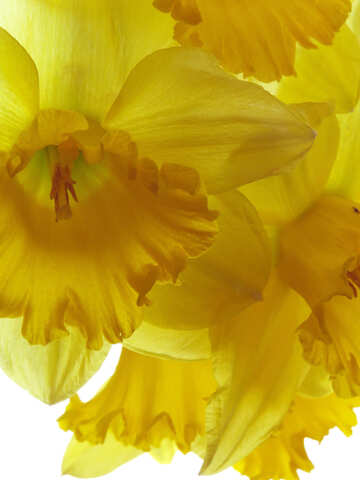 Yellow daffodils №30922