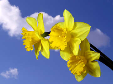 Yellow daffodils on blue sky