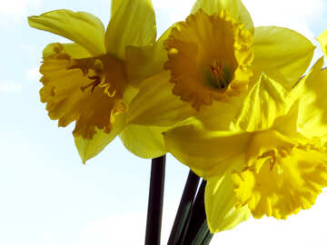 Daffodils №30939