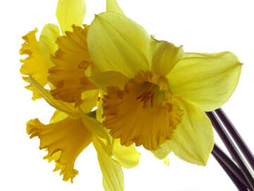 Beautiful daffodils №30918