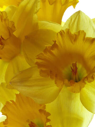 Blooming daffodils №30923
