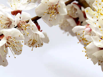 Frühlingsblumen auf dem Baum №30025