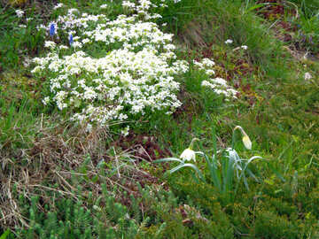 Flores blancas en Cantero floral №30369