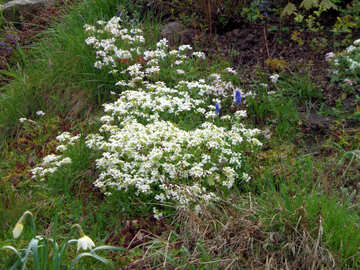 Flores de primavera blanco №30370