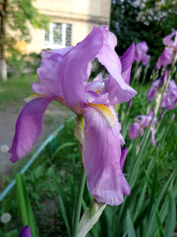 Wachsende Blumen Iris №30817