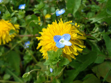 Una simple flor de primavera №30392