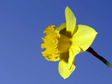 Daffodil isolated on blue background №30961
