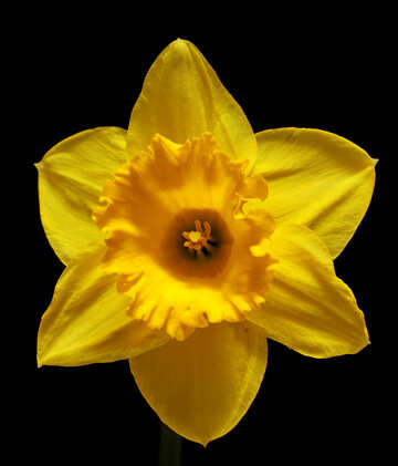 Daffodil isolated on dark background