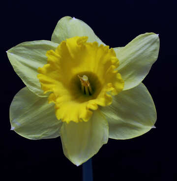 Daffodil isolated on dark background №30907