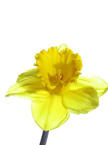 Narcissus isolated №30949