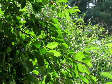 Leaf green cherries №30875