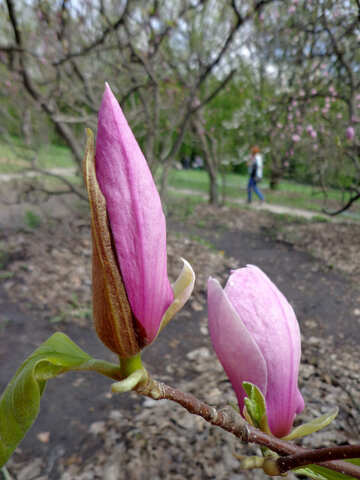 Fiore di magnolia №30362
