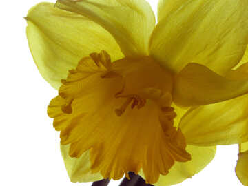 Background with Daffodil №30920