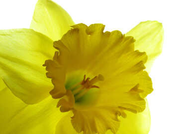 Background with yellow flower №30928