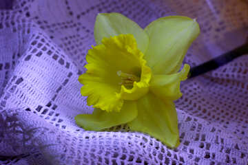 Narcissus flower №30891